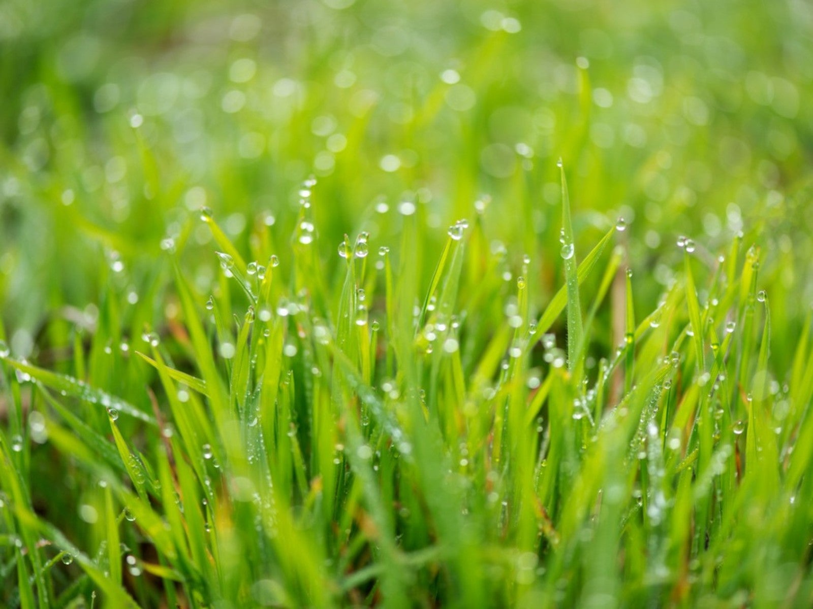 cutting wet grass