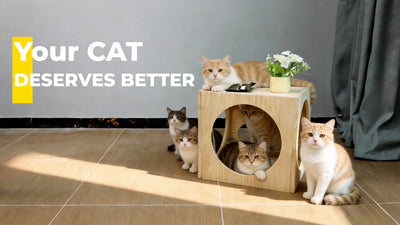 diy cat house